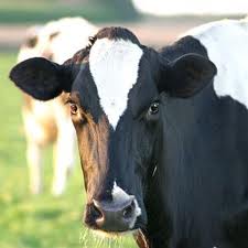 CCTV farming